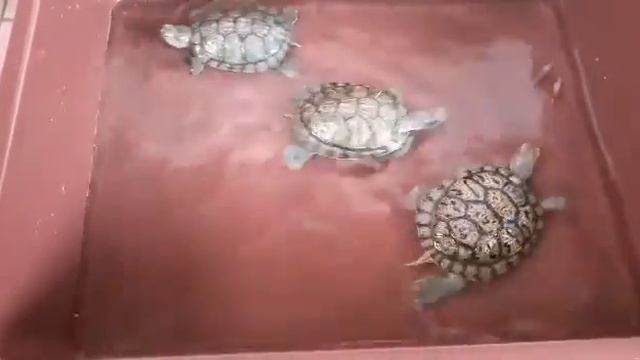 Tips Memberi makan Kura2 Brazil (TRACHEMYS SCRIPTA ELEGANS/RED EAR SLIDER)