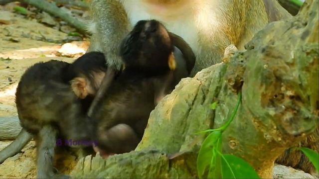 [Need Urgent Help] Baby Monkey Poppy Is Terrified Kidnapped By Alpha Monkey Tara (1/6/2021) p1