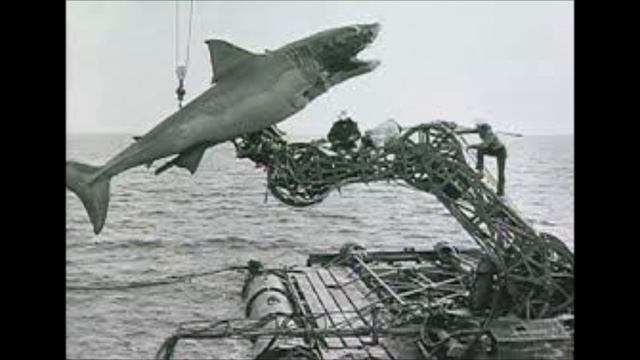 Jaws Animatronic Montage - Part 2