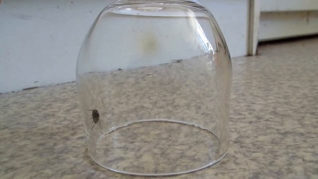 L'aventure d'un insecte (mouche à damier, mouche grise) prise au piège dans un verre