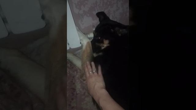 рексопес