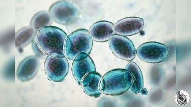 Effet antiviral du beta-glucane de Saccharomyces cerevisiae -Levure Boulangere
