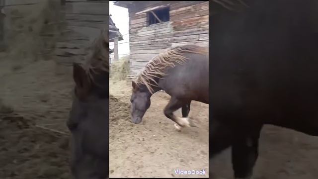 Продажа жеребцов тяжеловозов ,город Пласт Челябинская область