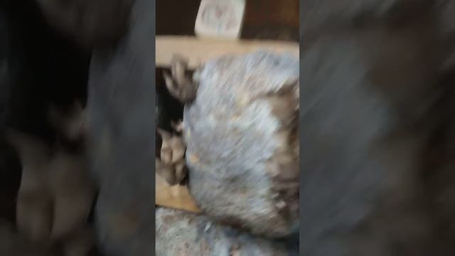 Вешенки (домашние эксперименты)