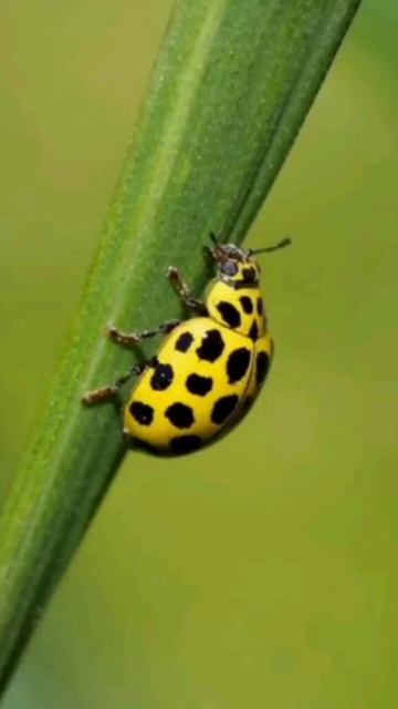 Cute 🥰 Yellow ladybug 🐞 #insect #fly insect #little insect #shorts