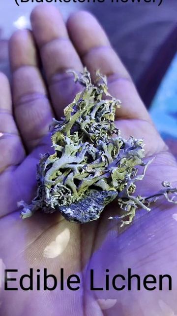 Edible Lichen #shorts