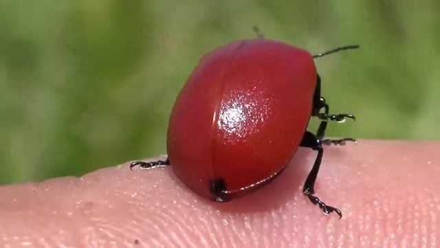 Chrysomela populi - Linnaeus, 1758 - (Chrysomelidae) - Chrysomèle du peuplier, mélasome du peuplier