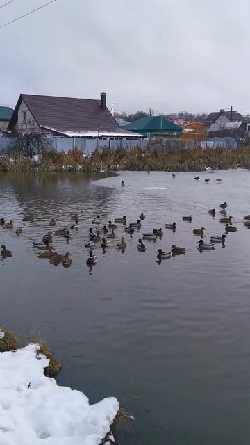 Утки с  Мехзавода