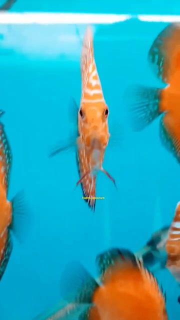 Discus Fish  mix discus | #discustank #discusfish #tropicalfish #exoticfishes