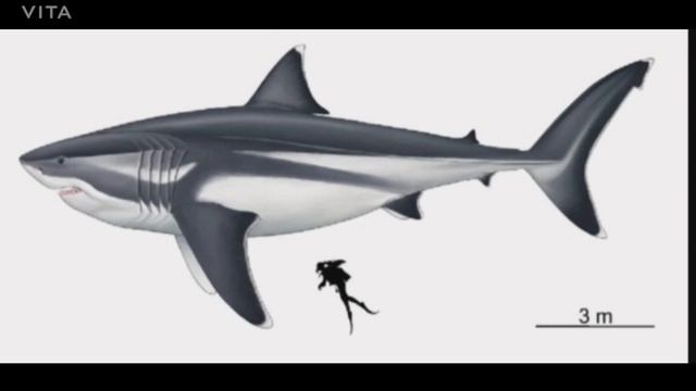 megalodon(almeja): no que era un tiburón 🤨