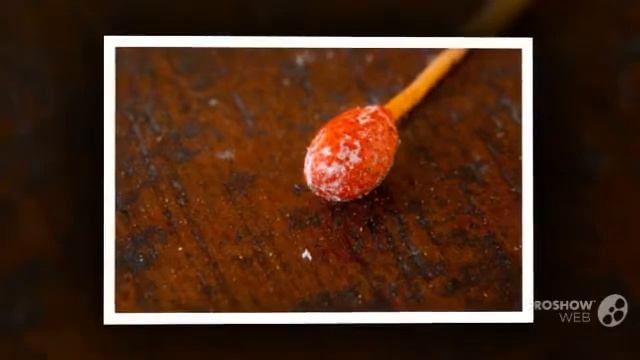 Ophiocordyceps australis - fungi kingdom