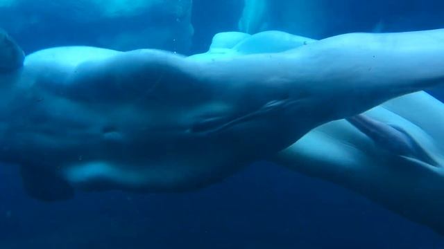 Male Beluga Whales