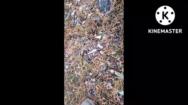 По грибы с внучком. 2 часть