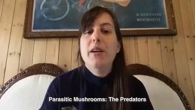 What Are Mushrooms?