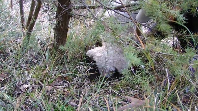 Truffle hunting with a Lagotto, Gubbio, Italy, December 2010