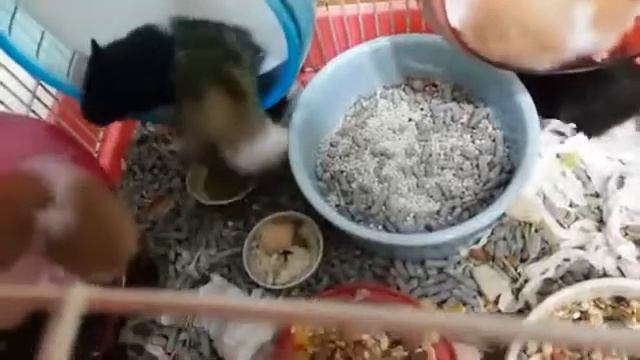 Cute baby syrian hamster