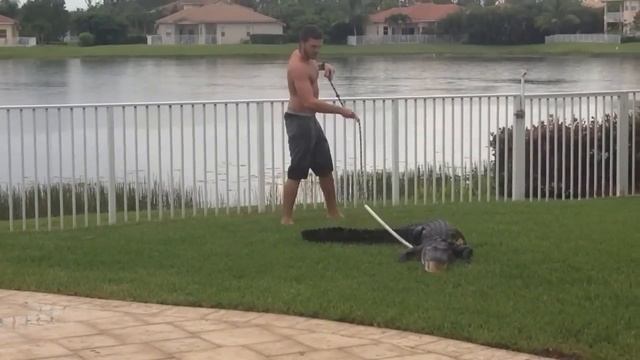 6 foot Alligator in Pool