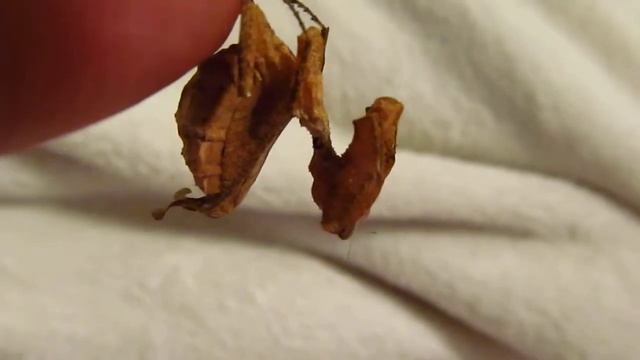 Adult Female South American Dead Leaf Mantis