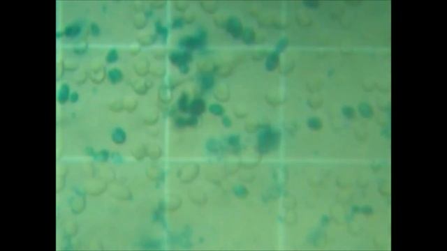Cytotoxicity   Saccharomyces  cerevisiae PAK