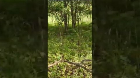 Видео прислали знакомые. Завершение. Поход за грибами "удался". Июль 2023 год.