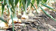 प्याज पर ब्लॅक मोल्ड क्या है ? WHAT IS THE BLACK MOLD ONION? CAN WE EAT THIS TYPE OF ONION OR NOT