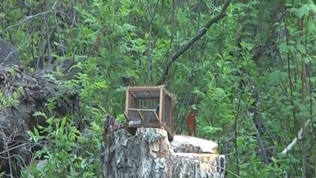 Танец гуляриса-1. (White-throated Rock-Thrush, Amurrötel)