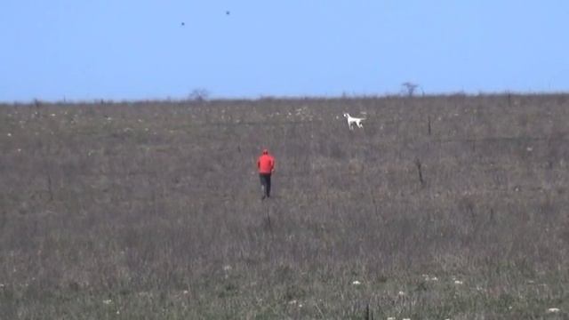 810 Английские Пойнтера Арно - Зорро
