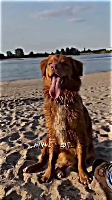 Toller 😍🤍 #toller #dog #fy #fyp #foryou  #_animal_editss_