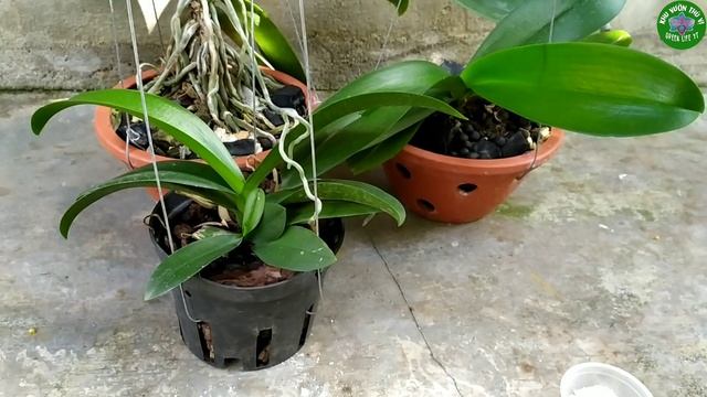 Xử Lý Lan Hồ Điệp Bị Vàng Lá Đơn Giản Và Dùng Nước Vôi Trong Tưới Cho Hoa Lan | Phalaenopsis orchid
