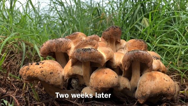 Mushrooms like Hot Bread