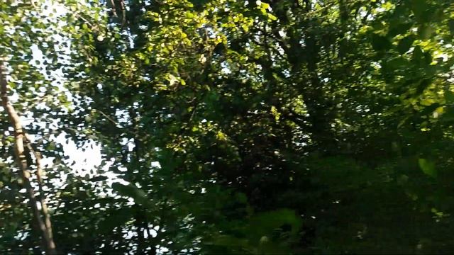 Автор - видео Юрий Долгов * Назвався грибом полiзай в кошик * ))