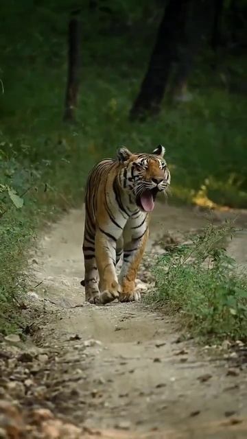 How frightening is the sound of the Bengal tiger in the open jungle