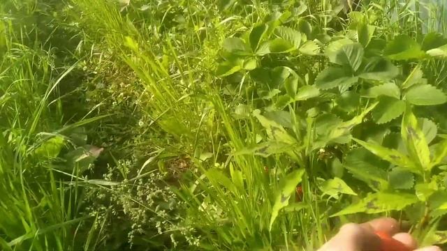 Сбор клубники полним ходом