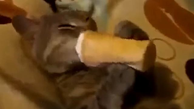 Кот очень любит мороженное! Позитив! Cat loves ice cream