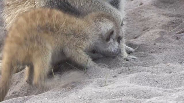 La famille suricate se nourrit • Tour du monde