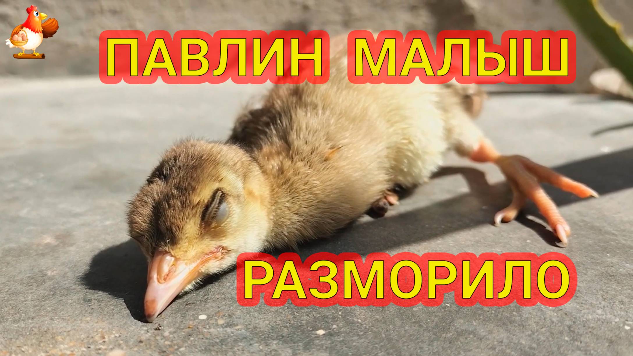 Павлин малыш разморило на солнышке после еды 🌞🦚😂