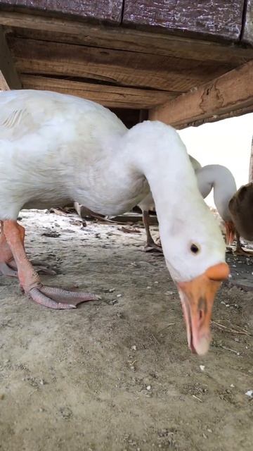 Duck 🦆 Eating Rice 🌾 #eating #shorts