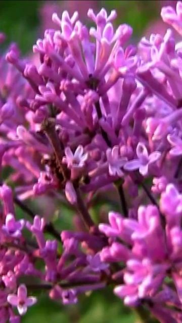 Сирень мелколистная. Дмитрий Шлапак