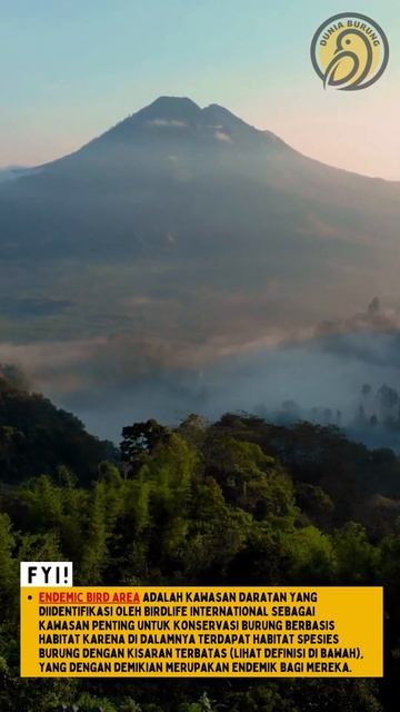 5 Burung Endemik Asal Indonesia - Dunia Burung (Part 1)