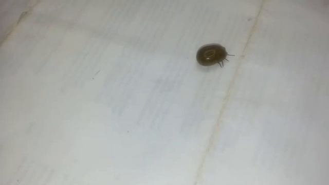 Huge tick near london ontario