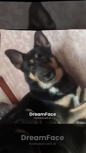 пёс читает рэп
