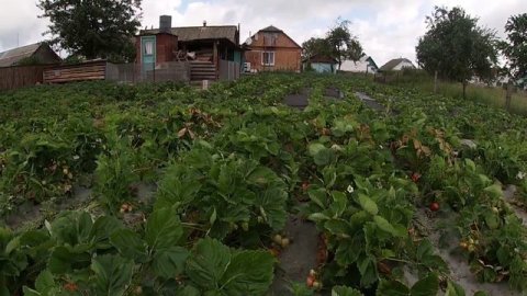 ПРАВИЛЬНІ розміри посадки полуниці/Полка,Азія,Клері,Альба,Веселка/Вирощування полуниці на Поліссі