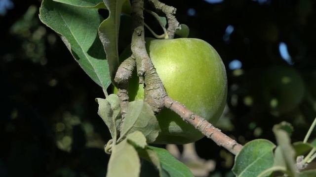 Корморан - новый инсектицид от яблонной плодожорки и мучнистого червеца