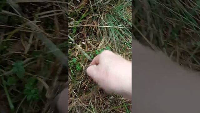 Прощай маникюр! Маслята пошли!!!