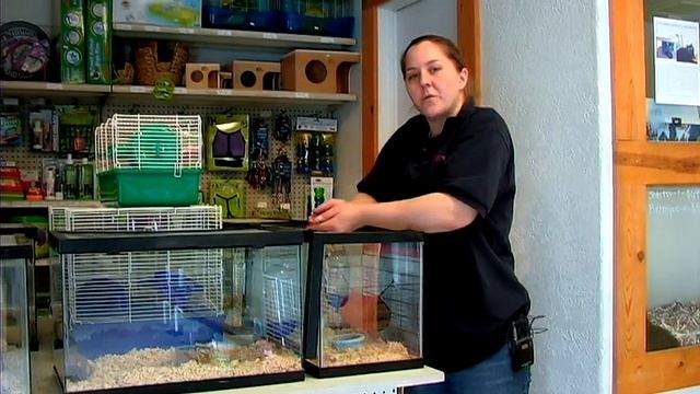 Pet Rodents : How to Train a Hamster