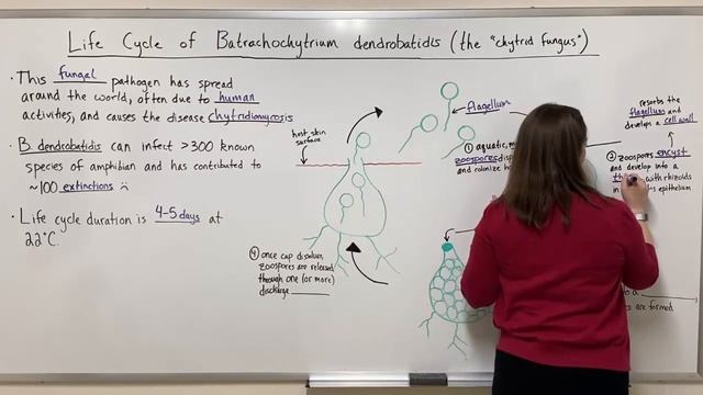 Chytrid Fungus Life Cycle (Batrachochytrium dendrobatidis)