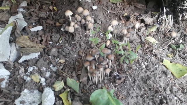 Пошла за приключениями, а нашла ГРИБЫ🍄