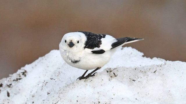 Snow Bunting Song! Snow Bunting Call! Sound! - Escribano Nival Canto - Plectrophenax Nivalis