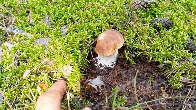 Второй белый гриб!