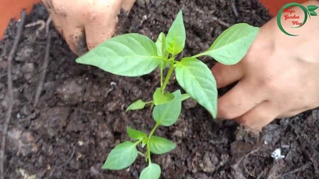 Harvest secret for garden || TELUGU GARDEN VLOG